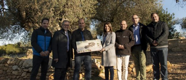 La Diputació de Castelló dobla el pressupost per a la conservació d’arbres monumentals i l’eleva fins als 40.000 euros